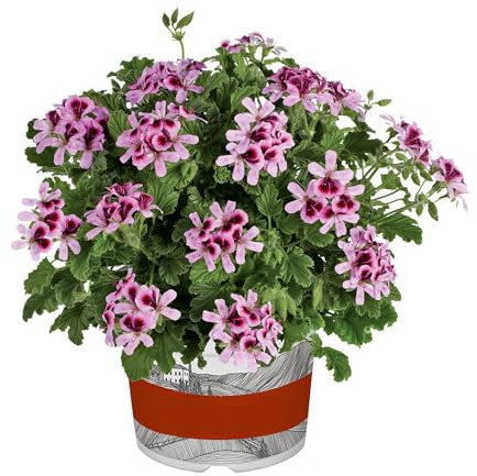 Geranium ‘Orange Fizz’ XL Plug Plant x 3. Pink Flowers. Scented Leaves. Pelargonium. Available from Bedwen Plants