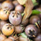 mispel pflanze samen, mispelche samen gartenpflanzen winterhart mehrjährig, mespilus germanica, säulenobstbäume, exotische pflanzen winterhart bio saatgut, alte sorten saatgut, hecken 30pcs