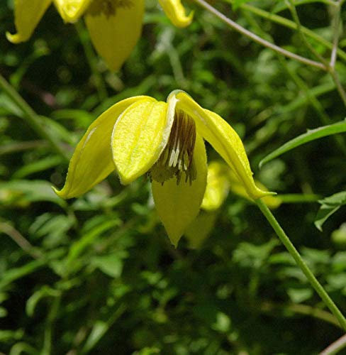 Englische Waldrebe Bill MacKenzie 60-80cm - Clematis texensis - lebende Gartenpflanze aus den Baumschulen