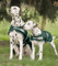 WALDHAUSEN Regen-Hundedecke, 70 cm, grün