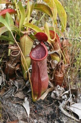 Nepenthes rowanae 10 semi