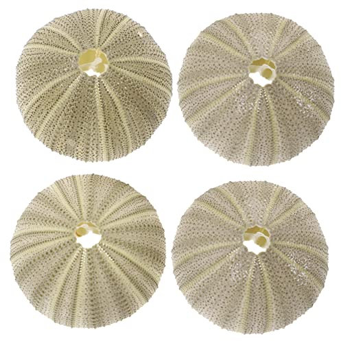 HOMSFOU Seeigel 4 Stück Seeigel Seeigel Sukkulenten Brüsseler Nautisches Kit Hochzeiten Aquarium Getreidebehälter Pflanzen DIY Strand Zufällig Niedlich Pflanzgefäß Hochzeit Seeigel Gehäuse Groß