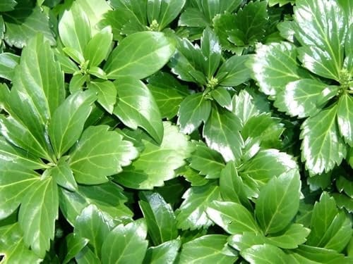 10 x Pachysandra terminalis 'Green Sheen' (Winterhart/Staude/Bodendecker/Mehrjährig/Stauden/Immergrün) Dickmännchen - Glänzende Eleganz für schattige Beete - Laubschlucker - von Stauden Gänge