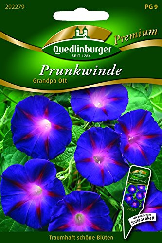 Winde Prunk- Grandpa Ott QLB Premium Saatgut Kletterpflanze