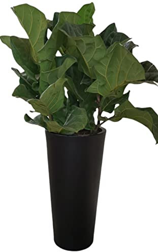 Ficus Pot de fleurs moderne en plastique recyclé pour intérieur/extérieur Noir 58,4 cm