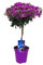 Plant in a Box - Bougainvillea 'Alexandra' - Bougainvillea auf Stiel - Lila Blüten - Gartenpflanze - Topf 17cm - Höhe 50-60cm