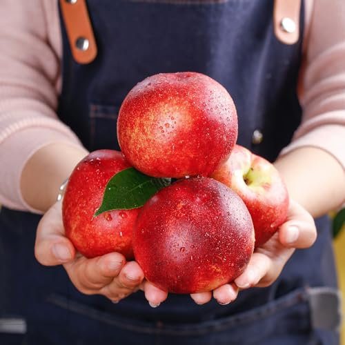 15 Pcs Pfirsichbaum Kaufen Samen - Prunus Persica - Säulenobst, Balkonpflanzen Pfirsich Baum Samen Bio, Obstsamen, Winterfeste Pflanzen Für Balkon Seltene Pflanzen, Pflanzen Samen