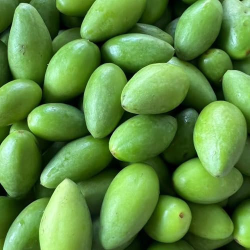 semillas de olivo olivo resistente - Olivo - semillas orgánicas, semillas de variedades antiguas, setos, arbustos semillas de olivo, semillas de frutas, decoración de jardín para 10pcs