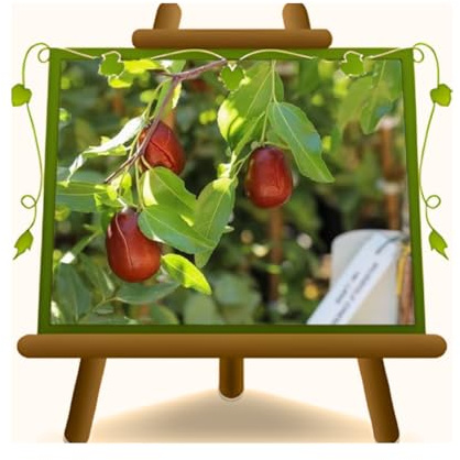 EURO PLANTS VIVAI Jujubebaum (Chinesische Dattel) – Alte Obstpflanze im Topf – Höhe 100–120 cm – Alter 4 Jahre – Italienische Baumschule