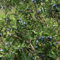 Semi di mirtillo siberiano - honeyberry - semi biologici piante da balcone di frutta succulente resistenti piante da seme frutta appese esotiche aiuola rialzata balcone serra per 200pcs