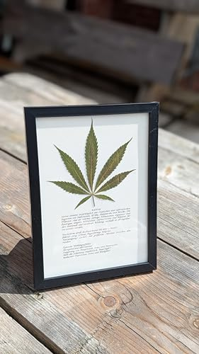 Growing Corp. Cannabis Deko Naturbild – Echtes gepresstes Blatt im A5 Rahmen | Handgemachte Naturkunst & Botanik Poster | Moderne Wanddeko Geschenkidee
