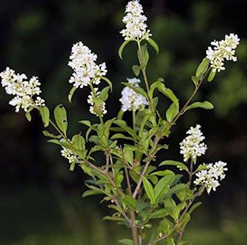 Zwergliguster 30-40cm - Ligustrum vulgare