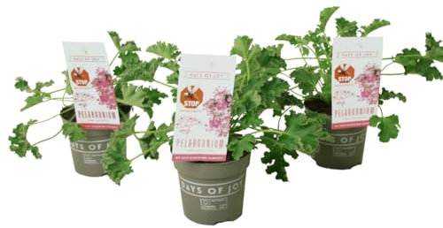 Plant in a Box - Pelargonium Capitatum 'plante anti moustique' - lot de 3 - rose - pot 10 cm - hauteur 15-25cm