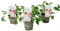 Plant in a Box - Pelargonium Capitatum 'plante anti moustique' - lot de 3 - rose - pot 10 cm - hauteur 15-25cm