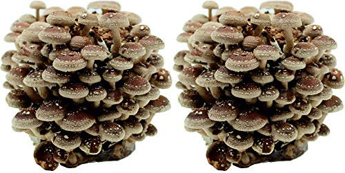 Bio Shiitake Pilzzuchtkultur im Doppelpack - Pilze selber züchten