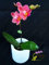 50 PC Mini Orchideensamen Mini Bonsai Blume Phalaenopsis-Orchideen, seltene Phalaenopsis Blumensamen für zu Hause Gartenbedarf 3