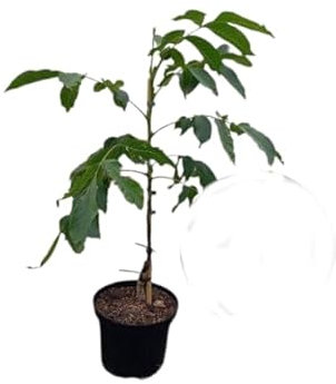 Nogal Árbol Frutal Natural -Juglans Regia - Ideal para el Patio del Hogar