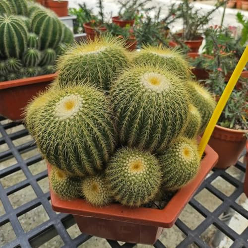 seltene kakteen samen, garten, bodendecker samen winterhart kaktus pflanze samen balkonpflanzen winterhart mehrjährig, pflanzen balkon pflanzen deko, exotische pflanzen samen 250pcs