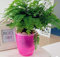 (Commande Minimum de 5 $) Coloré Fleur planteur Plante Pot Home Office décor Rond pour décoration de Jardin arrosage Automatique 6 Couleur p006, Nouveau Rouge, XXL