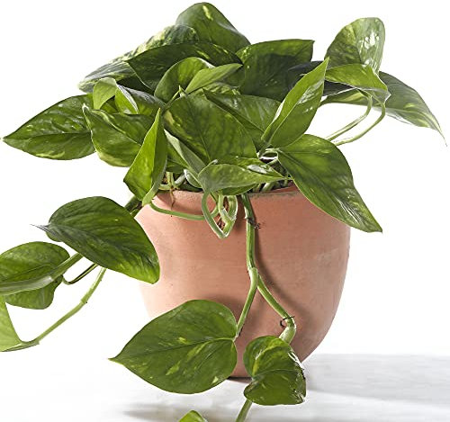 Epipremnum Aureum - Lierre du diable | Plante en panier suspendu | Plante de maison tropicale