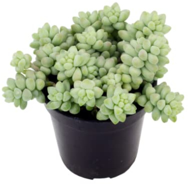 DECOALIVE Suculentas, Verde