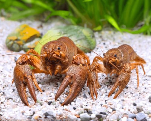 Krebse Teich Edelkrebs - Astacus Astacus I Die Gesundheitspolizei im Gartenteich I frisst abgestorbene Pflanzen und Tote Tiere I 1 Pärchen