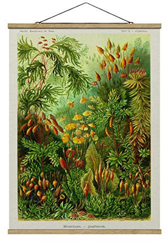 Stoffbild Posterleisten Vintage Lehrtafel Moos Hochformat 4:3 66.4x50cm Eiche