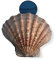 NESSASTORES - Natürliche Löwenpfote Jakobsmuschel Nautische Schale Strand Handwerk Muschel 12,7-15,2 cm #JC-026 (1 Paar)