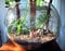 Royal Glassware Bowl Vase Glass Ball Globe Height 30cm/12 Inches Diameter 35CM/14.2inches GLASS Transparent
