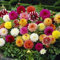 Ponak Neue Dahlien Blumensamen 10St