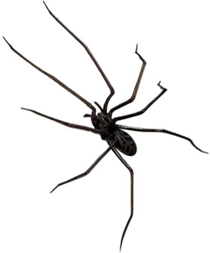 Spider Fridge Magnets - Realistic & Cute Magnetic Decor, Strong Hold for Fridge, Car, Garage (Black) - Fun & Unique Gift (1 PCS)