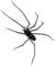 Spider Fridge Magnets - Realistic & Cute Magnetic Decor, Strong Hold for Fridge, Car, Garage (Black) - Fun & Unique Gift (1 PCS)
