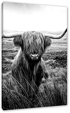 Pixxprint Highland Rind mit großen Hörnern Steppe, Monochrome, Größe: 60x40cm, Leinwandbild, fertig gespannt, Wandbild, Dekoration, Kunstdruck, kein Poster