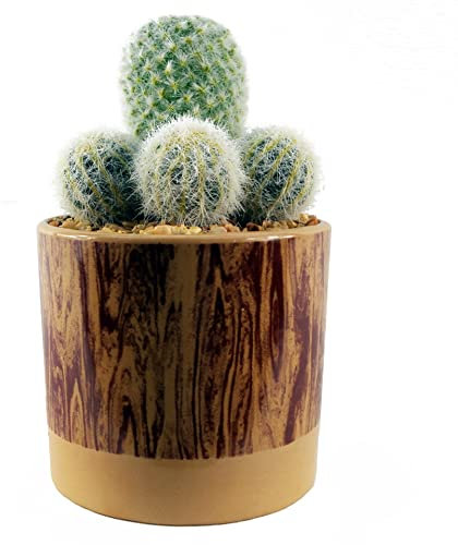 Leaf Design UK Plante réaliste Cactus en céramique 20 cm