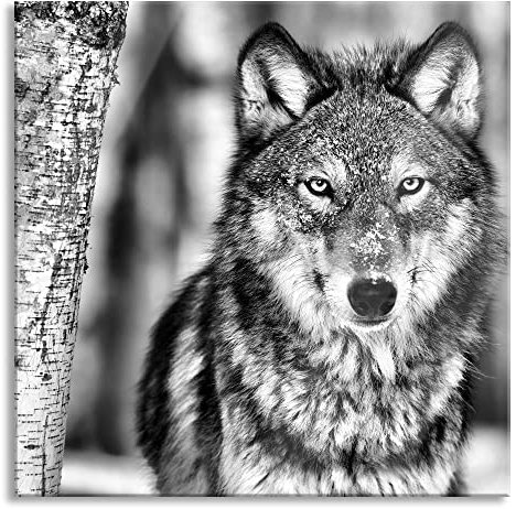 Pixxprint Glasbild, Wandbild auf Echtglas, Wachsamer Wolf, 40x40 cm, inkl. Aufhängung und Abstandshalter