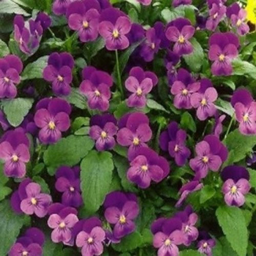 Viola Cornuta - Ammirazione - 50 Semi