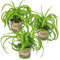 Herbe Lily | Chlorophytum 'Green Bonnie' 3 pièces - PetFriendly - Plante d'intérieur ⌀12 cm - 25 cm