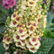 Verbascum Dark Eyes - Königskerze | Immergrüne Staude für den Außenbereich im Garten.