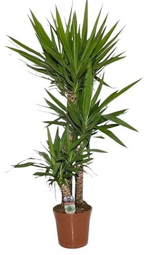 Yucca. Garden Talamonti.