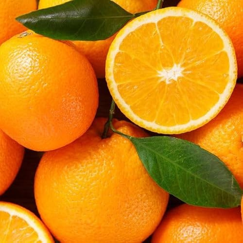 Piante di Arancio, Varietà in genere. H150cm, Piante di 2 Anni (Arancia Ovale Calabrese)