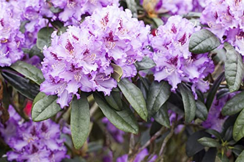 Rhododendron Hybr. 'Blue Peter' 70-80 cm - Rhododendron, blaue Blüten mit purpurnem Auge, Blütezeit Mai-Juni, ideal für Halbschatten, immergrün, winterhart