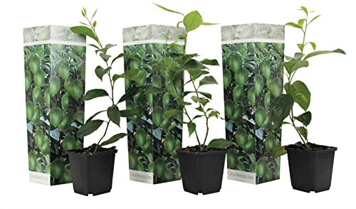 Plant in a Box - Citrus aurantifolia Lime - Limonero - Set de 3 - Maceta 9cm - Altura 25-40cm - Planta de tina