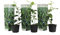 Plant in a Box - Citrus aurantifolia Lime - Albero di limone - Set di 3 - Vaso 9cm - Altezza 25-40cm