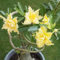Rosa Del Deserto Con Fiori Doppi - Adenium Obesum Ibrido Esclusivo, Resistente Alla Siccità - Per Terrazzi Al Sole (Piante Resistenti）-5 bulbi-A