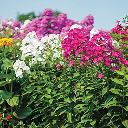 Park Seed Variety of Phlox Plant Seeds, Easy to Grow, Perfect for Spring Garden, Bee's Bouquet, Pack of 50