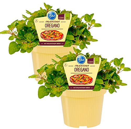Bio Oregano (Origanum vulgare), Kräuter Pflanzen aus nachhaltigem Anbau, (2 Pflanzen im Set)