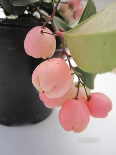 Scheinbeere Pink Pearl - Gaultheria mucronata Pink Pearl