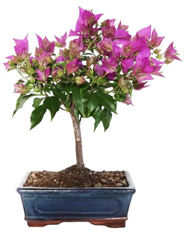 KENTIS - Bonsaï Bougainvillea Sanderiana - Vraie Bonsaï Ornemental d'Extérieur - Bougainvilliers - Vraies Plantes à Fleurs - H 30-40 cm Pot Ø 18,5 cm