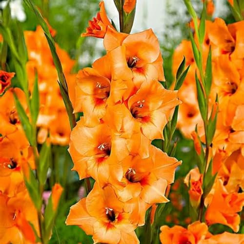 Gladiolenknolle-Winterhart MehrjäHrig,Gladiolen Blumenzwiebeln,Gladiolen Zwiebeln Winterhart,Gladiolen Zwiebel,Gladiolen Knollen,Bonsai Pflanze-3zwiebeln-c