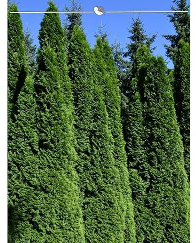 Lebensbaum Thuja Smaragd 200-225 cm. 7 Thuja Pflanzen. Sichtschutz Hecke